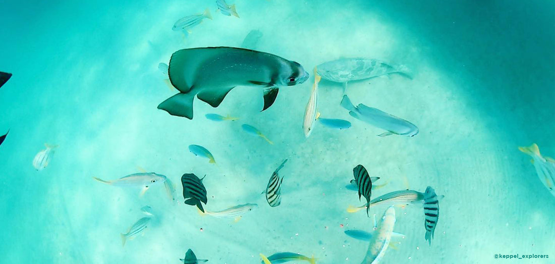 Celebrating World Ocean Day: Protecting Our Blue Planet