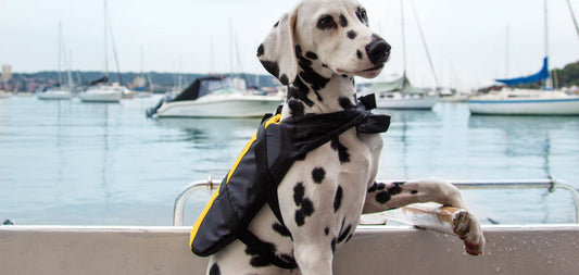 How To: Fasten Your Dog’s Lifejacket