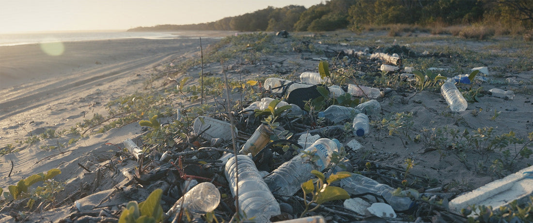 At The Tide Line — Sea Shepherd