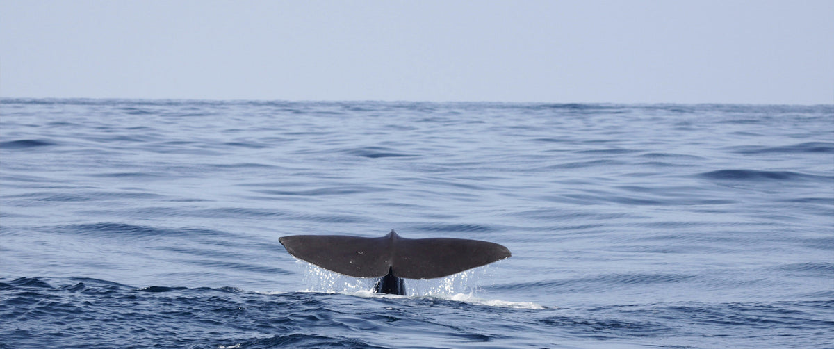 For the Love of the Sea: Celebrating World Ocean Day