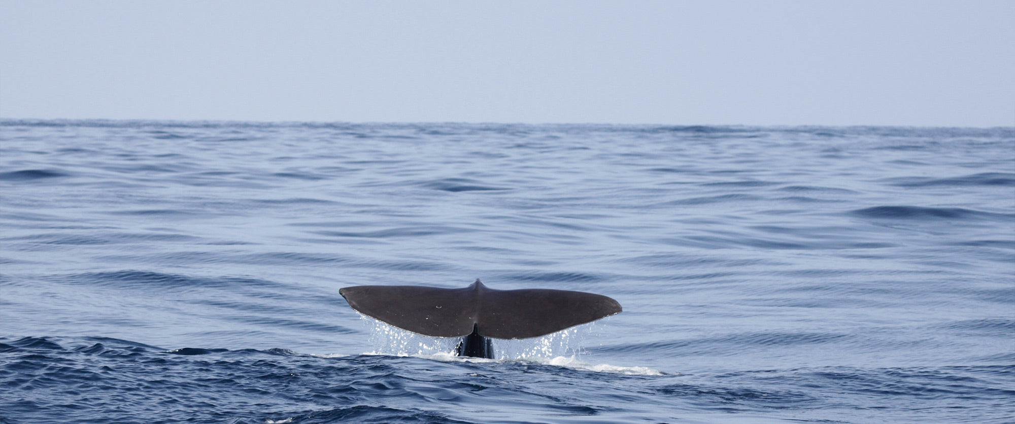 For the Love of the Sea: Celebrating World Ocean Day