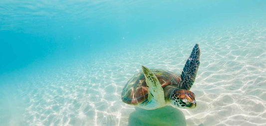 Celebrating World Environment Day with Burke Marine